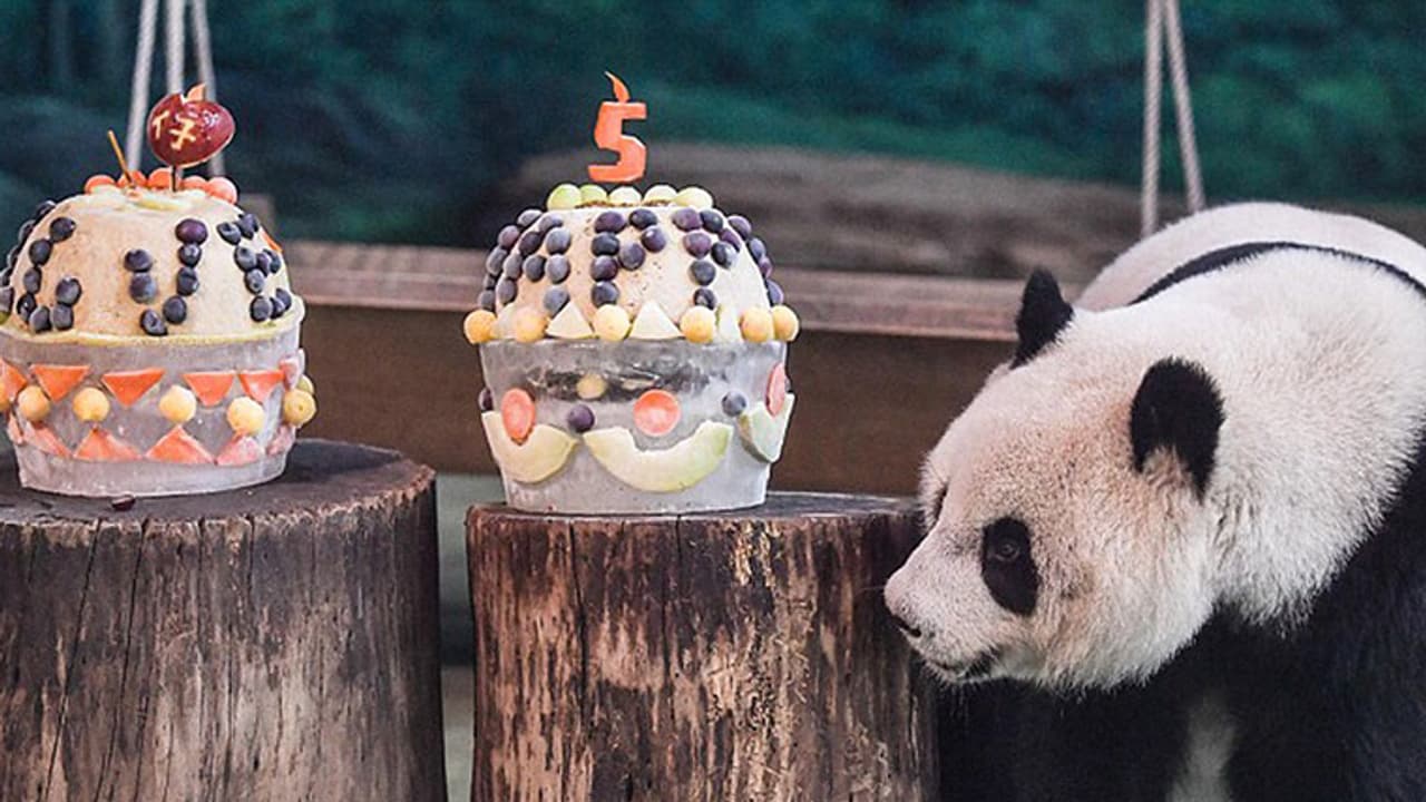 വീഡിയോ: ഒരു പാണ്ടയുടെ പിറന്നാള് ഇങ്ങനെയൊക്കെ ആഘോഷിക്കുമോ വീഡിയോ: ഒരു പാണ്ടയുടെ പിറന്നാള് ഇങ്ങനെയൊക്കെ ആഘോഷിക്കുമോ