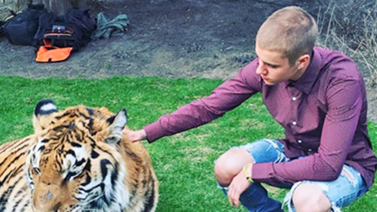 Tiger trouble for popstar Justin Bieber Tiger trouble for popstar Justin Bieber