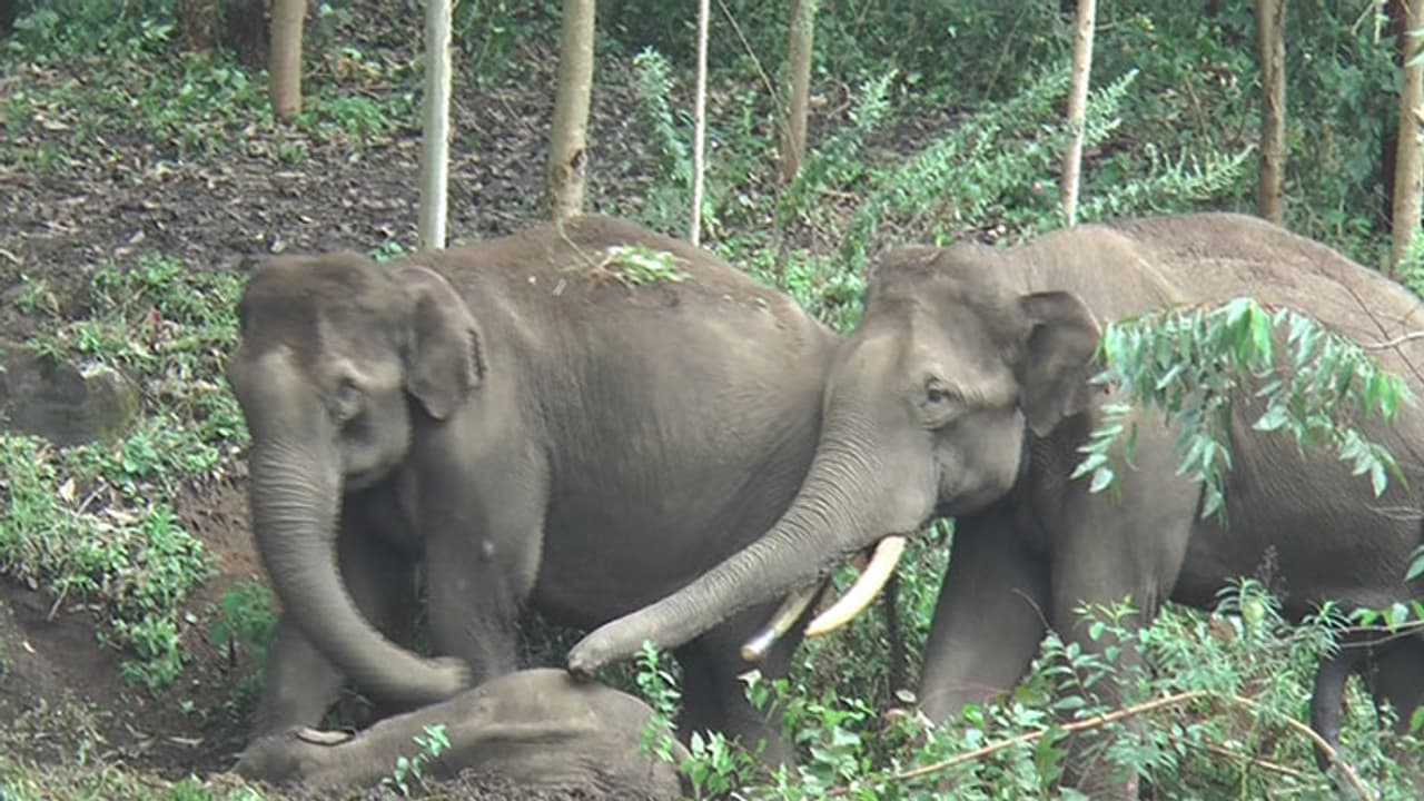 ചരിഞ്ഞ കുട്ടിക്കൊമ്പനെ തൊട്ടും തലോടിയും ആനക്കൂട്ടം; കരളലിയിക്കും ഇവരുടെ സ്നേഹം ചരിഞ്ഞ കുട്ടിക്കൊമ്പനെ തൊട്ടും തലോടിയും ആനക്കൂട്ടം; കരളലിയിക്കും ഇവരുടെ സ്നേഹം