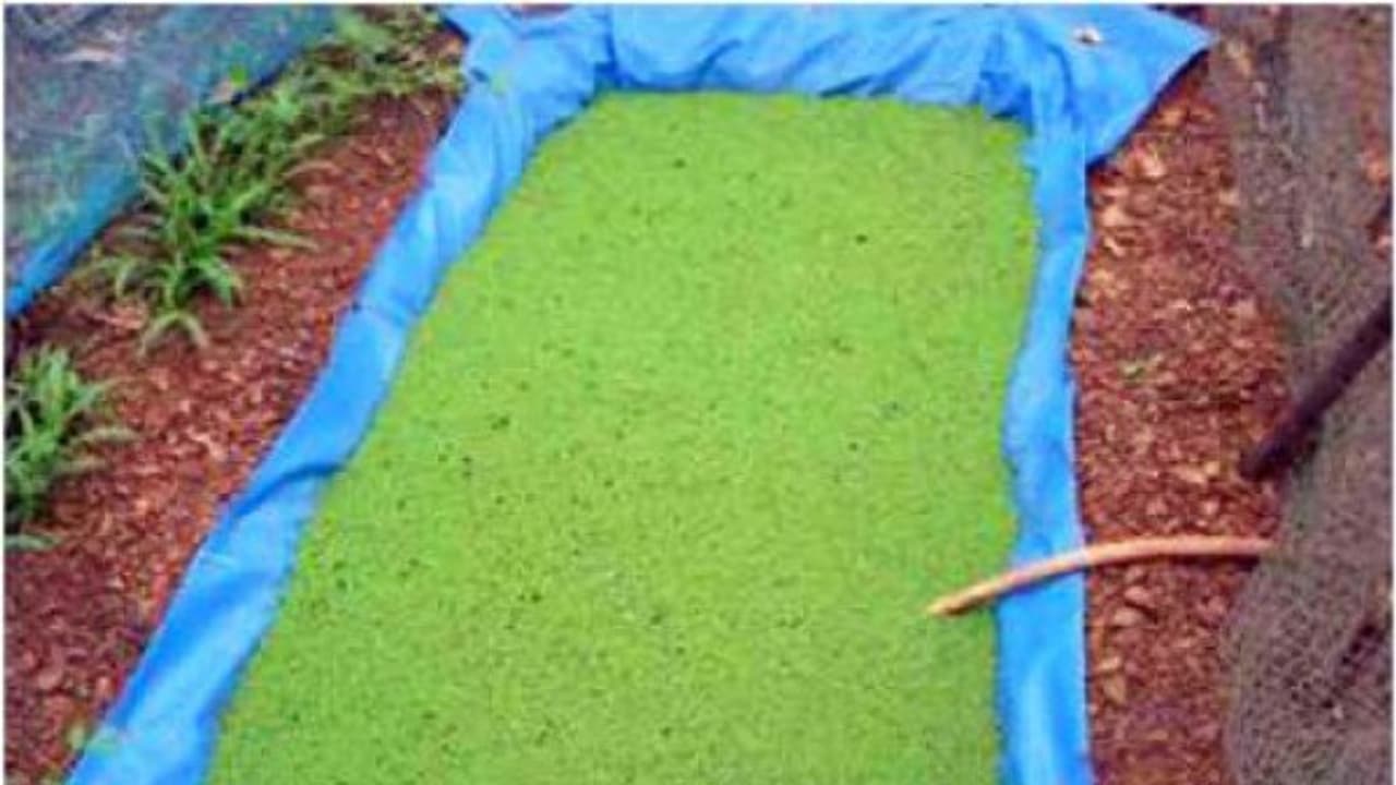 அசோலாவை யார் யாருக்கு எப்படி தர வேண்டும்? இதுதான் முறை… அசோலாவை யார் யாருக்கு எப்படி தர வேண்டும்? இதுதான் முறை…