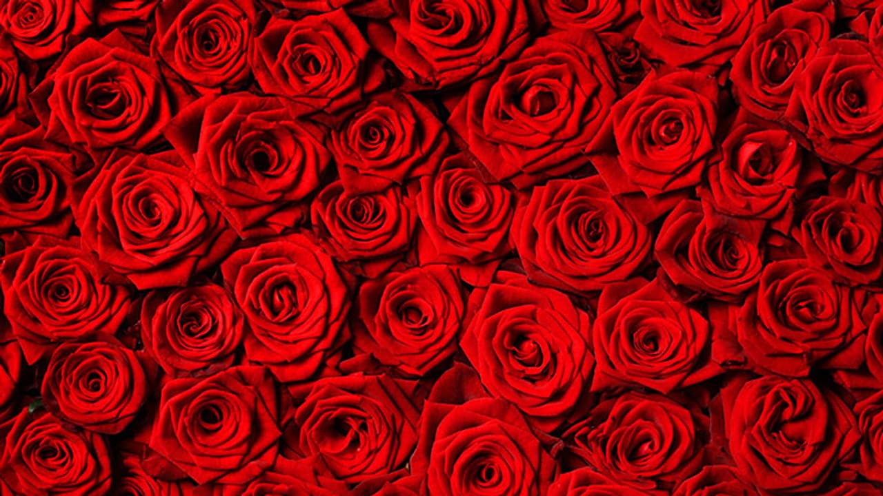 Valentine's Day: Here is what 14 colours of roses mean