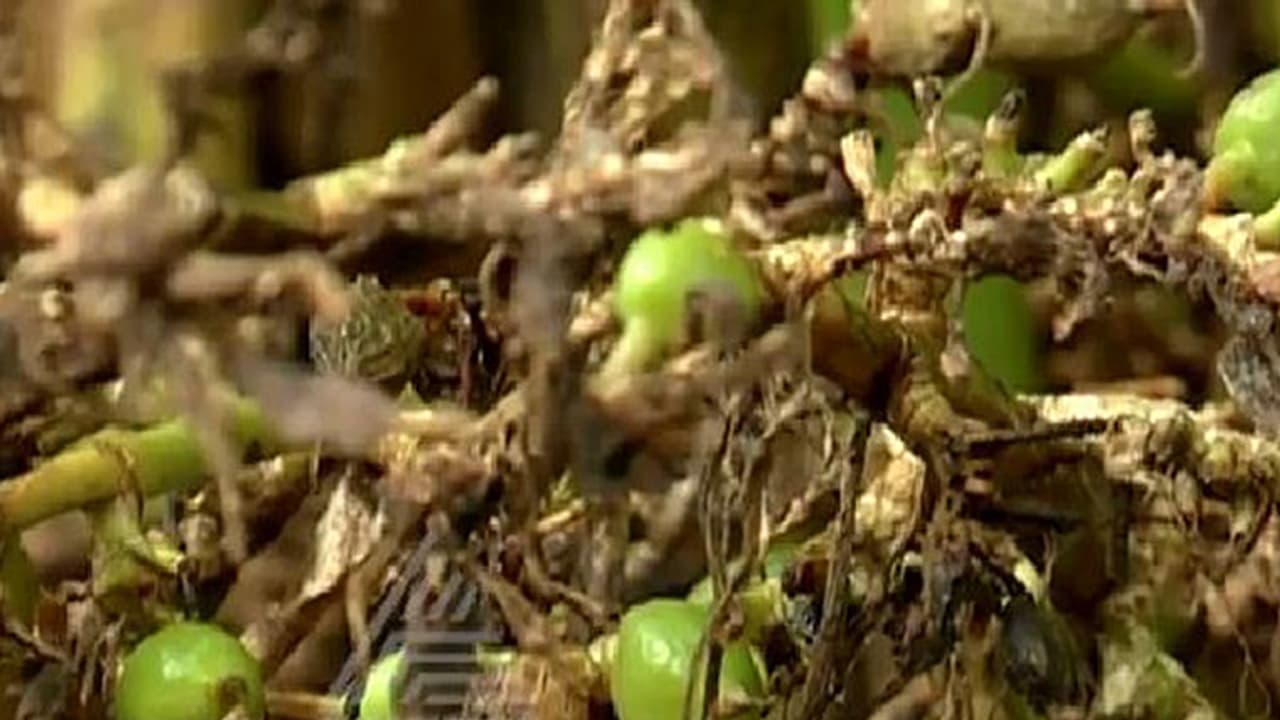 ലേലം വീണ്ടും തുടങ്ങിയിട്ടും ഏലക്കയ്ക്ക് ന്യായവിലയില്ല; ഇടുക്കിയില് പ്രതിസന്ധിയും പ്രതിഷേധവും ലേലം വീണ്ടും തുടങ്ങിയിട്ടും ഏലക്കയ്ക്ക് ന്യായവിലയില്ല; ഇടുക്കിയില് പ്രതിസന്ധിയും പ്രതിഷേധവും