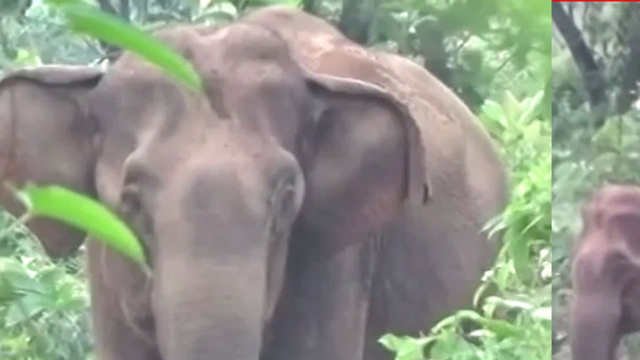 ಸತ್ತ ಮರಿಯಾನೆ ಮುಂದೆ ತಾಯಿಯ ರೋಧನೆ: ಅಂತ್ಯಸಂಸ್ಕಾರಕ್ಕೂ ಅವಕಾಶ ಕೊಡಲಿಲ್ಲ ಸತ್ತ ಮರಿಯಾನೆ ಮುಂದೆ ತಾಯಿಯ ರೋಧನೆ: ಅಂತ್ಯಸಂಸ್ಕಾರಕ್ಕೂ ಅವಕಾಶ ಕೊಡಲಿಲ್ಲ