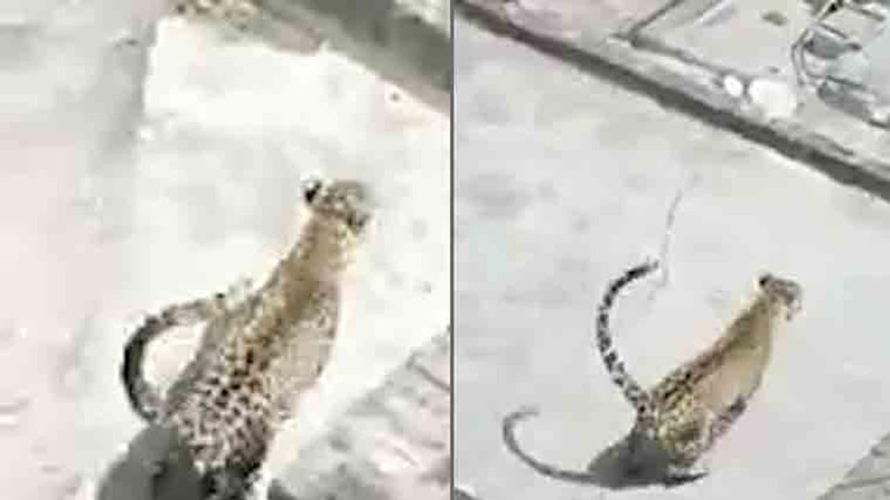 ఈ చిరుత జనాలను ఎలా ఆటాడుకుందో చూడండి (వీడియో) ఈ చిరుత జనాలను ఎలా ఆటాడుకుందో చూడండి (వీడియో)