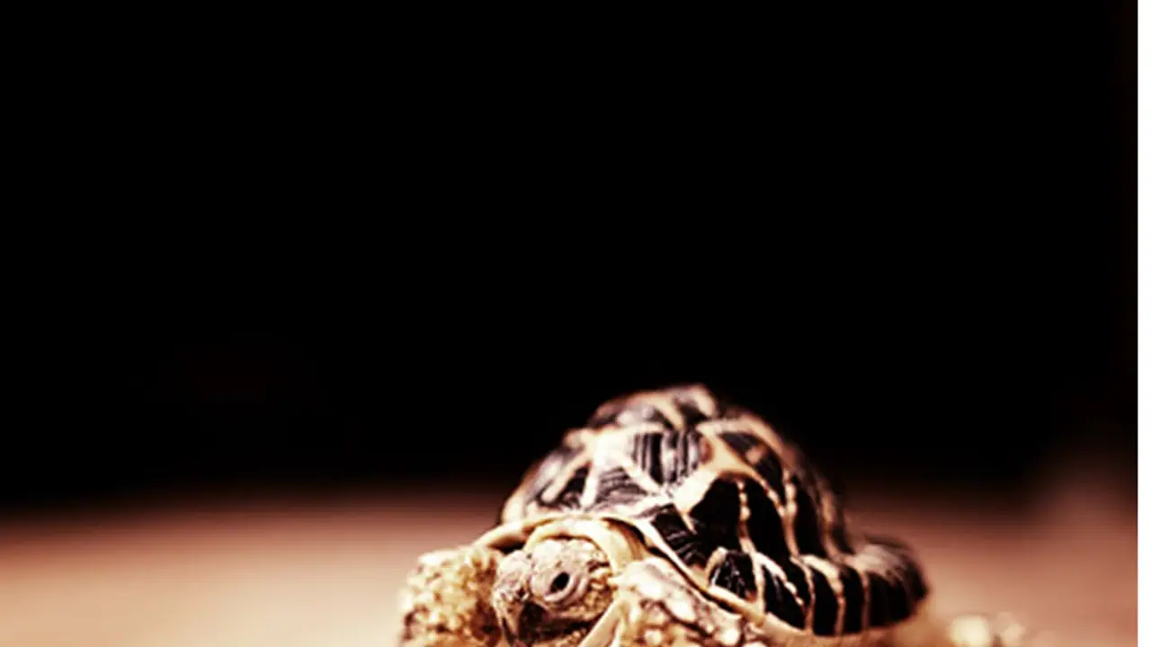 Is Bengaluru becoming a haven for smugglers? Is Bengaluru becoming a haven for smugglers?