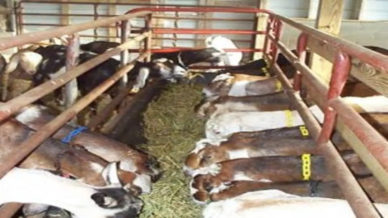 வெள்ளாடுகளை வளர்க்க இவ்வளவு தீவனங்கள் கொடுக்கனும்.. வெள்ளாடுகளை வளர்க்க இவ்வளவு தீவனங்கள் கொடுக்கனும்..