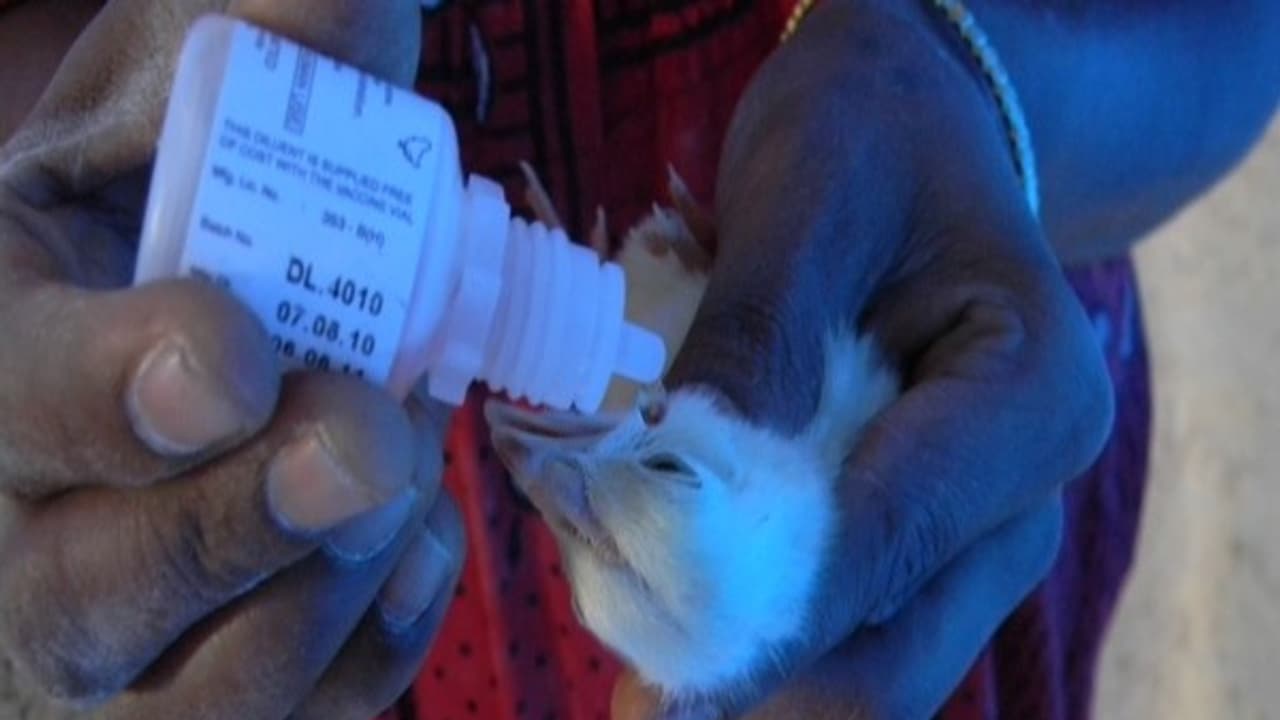 கோழிகளுக்கு தடுப்பூசி போட இந்த உபகரணங்கள்தான் முக்கியமானது... கோழிகளுக்கு தடுப்பூசி போட இந்த உபகரணங்கள்தான் முக்கியமானது...