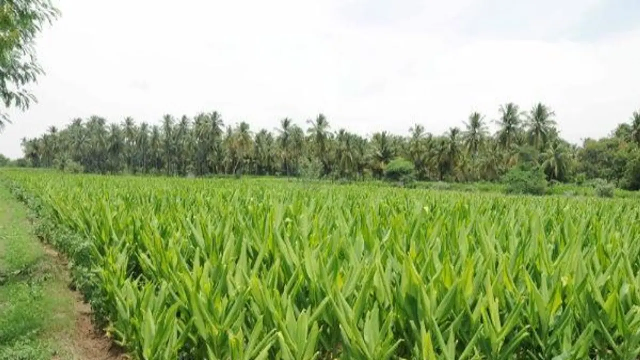 மூலிகைப் பூச்சி விரட்டி நோக்கம் என்னவென்று இதை வாசிச்சு தெரிஞ்சுக்குங்க... மூலிகைப் பூச்சி விரட்டி நோக்கம் என்னவென்று இதை வாசிச்சு தெரிஞ்சுக்குங்க...