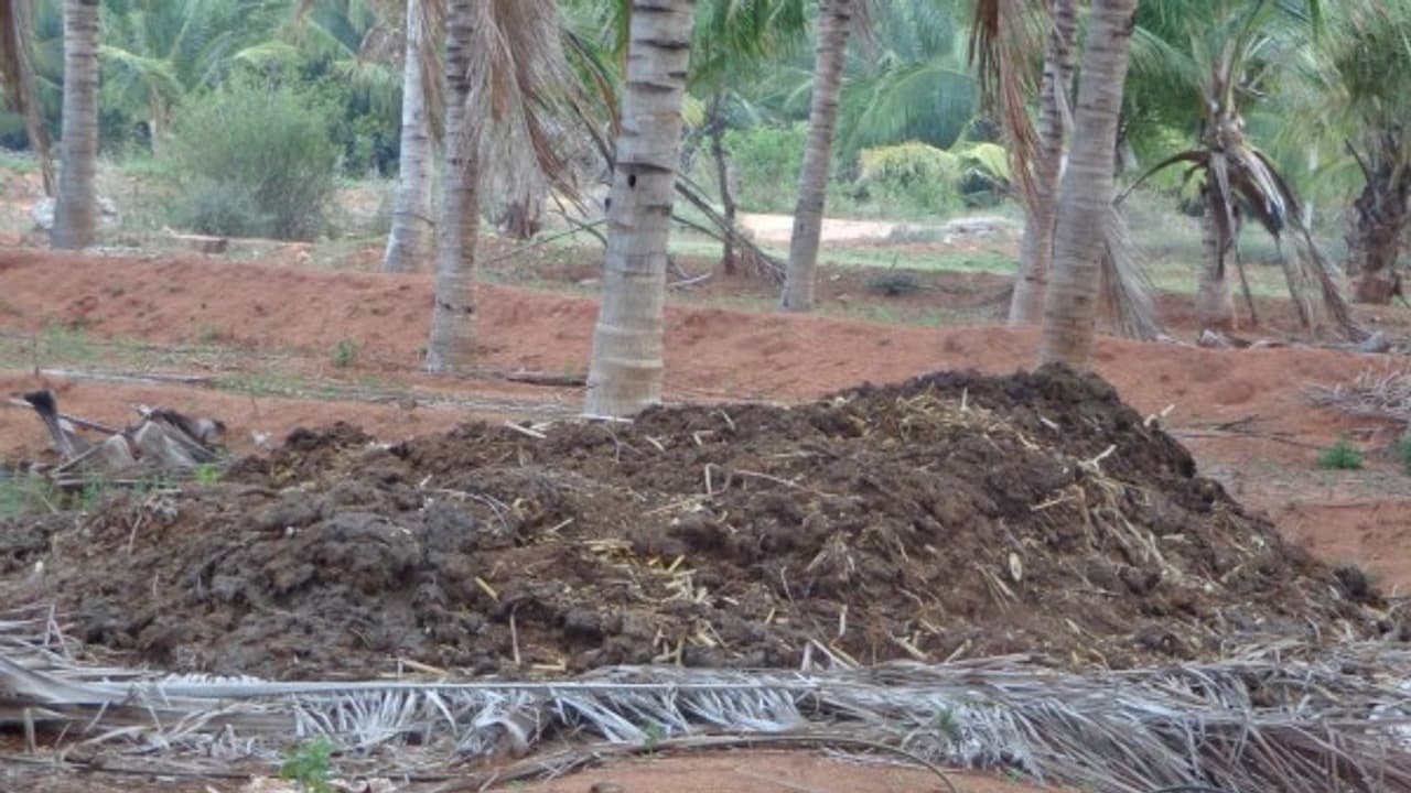 கோழி எருவை பயன்படுத்துவதால் என்னென்ன நன்மைகள் இருக்கு தெரியுமா? கோழி எருவை பயன்படுத்துவதால் என்னென்ன நன்மைகள் இருக்கு தெரியுமா?