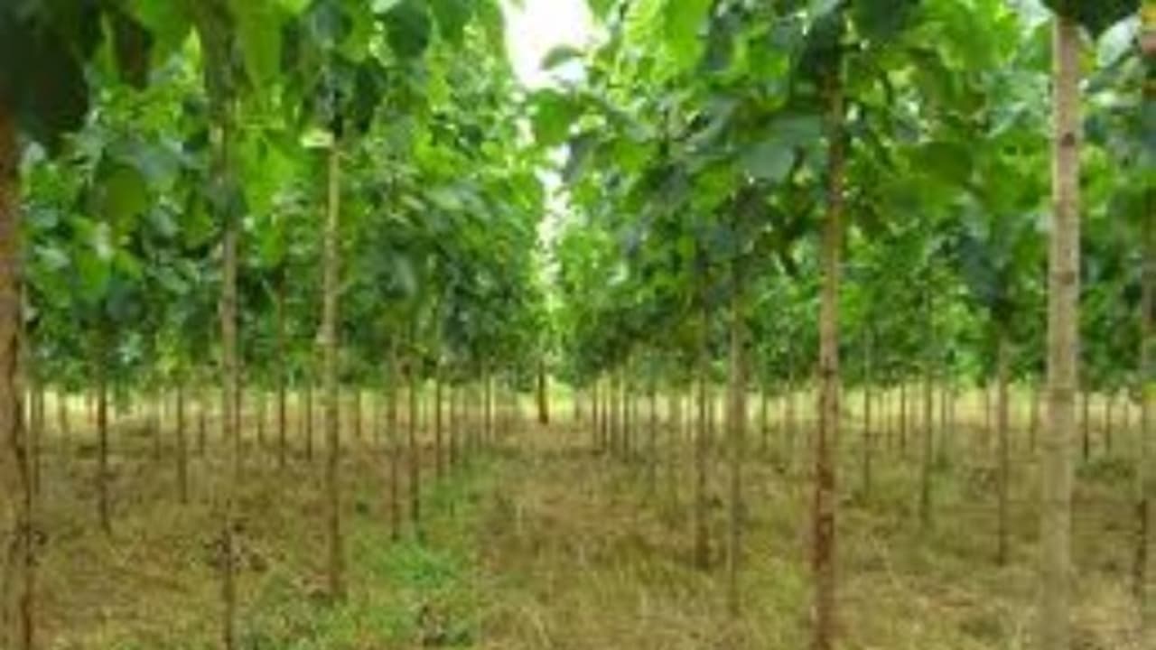 குமிழ் மரக் கன்றுகளில் மேற்கொள்ள வேண்டிய பராமரிப்பு முறைகள்... குமிழ் மரக் கன்றுகளில் மேற்கொள்ள வேண்டிய பராமரிப்பு முறைகள்...