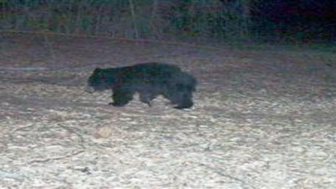 வனப் பகுதியில் சுற்றித் திரியும் 20 க்கும் மேற்பட்ட கரடிகள்; காமிராவில் சிக்கின… வனப் பகுதியில் சுற்றித் திரியும் 20 க்கும் மேற்பட்ட கரடிகள்; காமிராவில் சிக்கின…