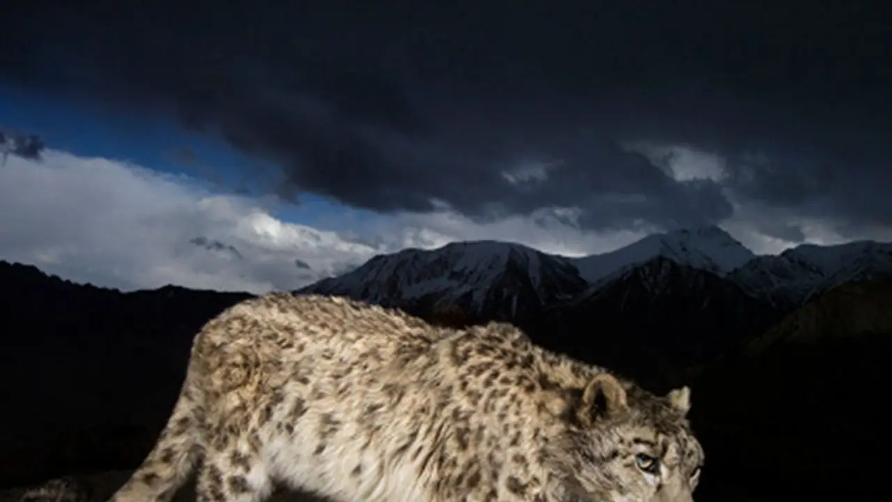 సచివాలయంలో చిరుతపులి కలకలం సచివాలయంలో చిరుతపులి కలకలం