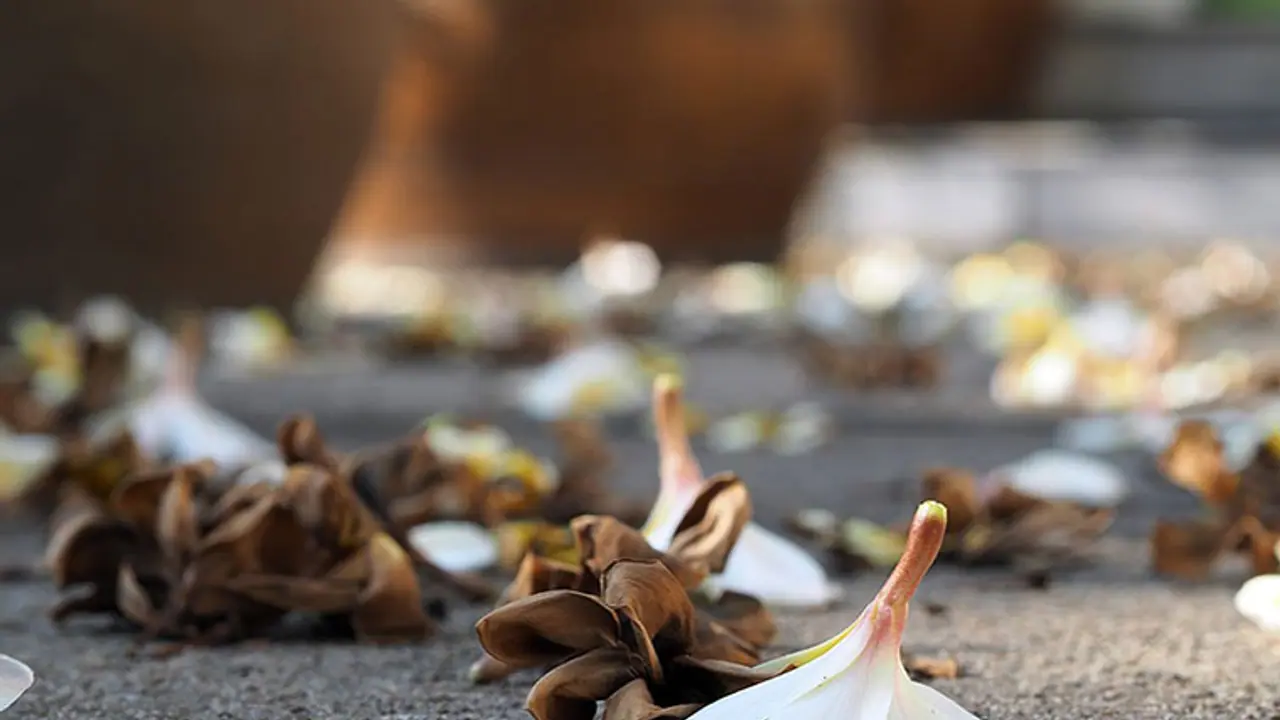 Girl jumps off to death from college building in Kerala Girl jumps off to death from college building in Kerala