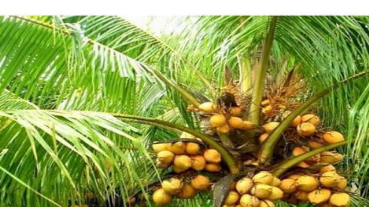 தென்னைக்கு எப்படி உரமிடுடணும்? இதை வாசிச்சு தெரிஞ்சுக்குங்க... தென்னைக்கு எப்படி உரமிடுடணும்? இதை வாசிச்சு தெரிஞ்சுக்குங்க...