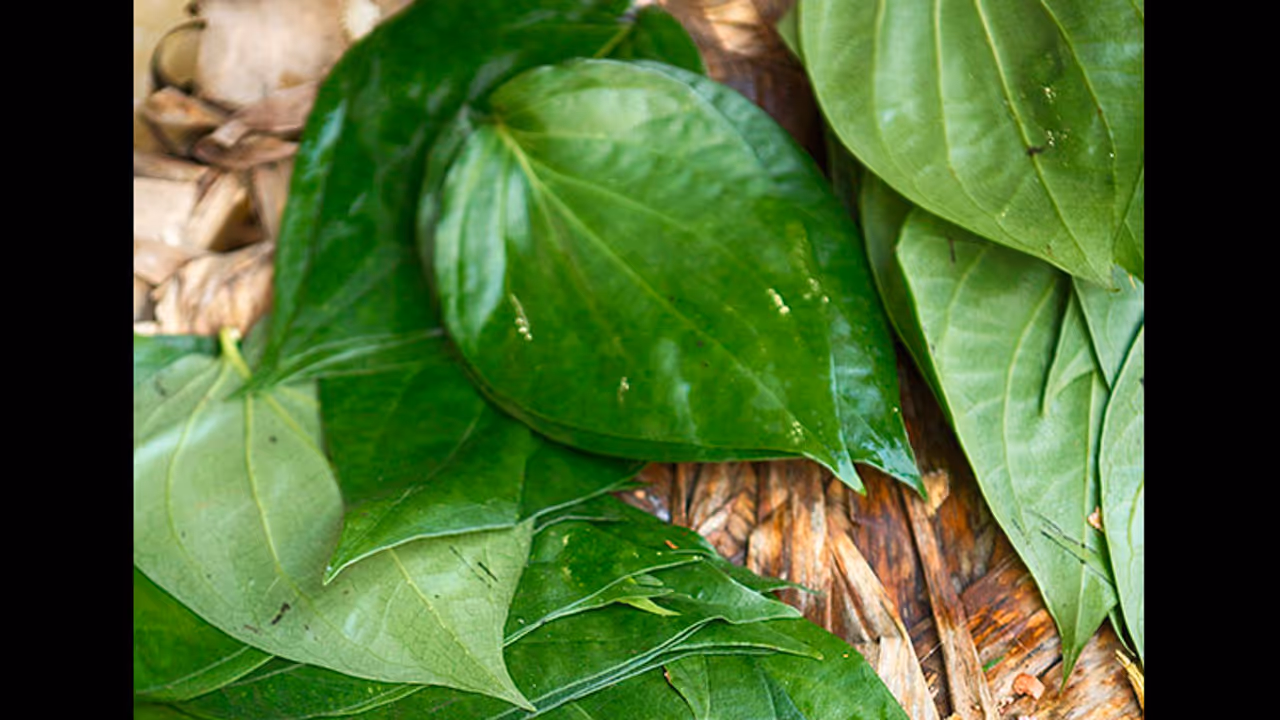 5 unexpected benefits of paan leaves 5 unexpected benefits of paan leaves