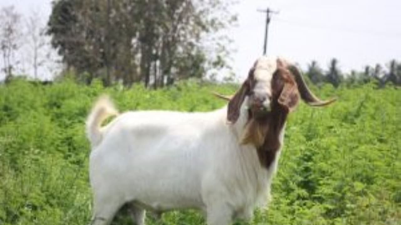 ஆடுகளின் கொம்பை நீக்குதல், காயடித்தல் போன்றவற்றால் ஏற்படும் நன்மைகள்... ஆடுகளின் கொம்பை நீக்குதல், காயடித்தல் போன்றவற்றால் ஏற்படும் நன்மைகள்...