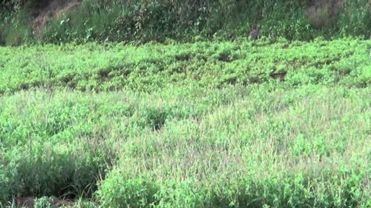 இந்த முறையில் துளசி சாகுபடி செய்தால் 40 டன் வரை மகசூல் பெறலாம்… இந்த முறையில் துளசி சாகுபடி செய்தால் 40 டன் வரை மகசூல் பெறலாம்…