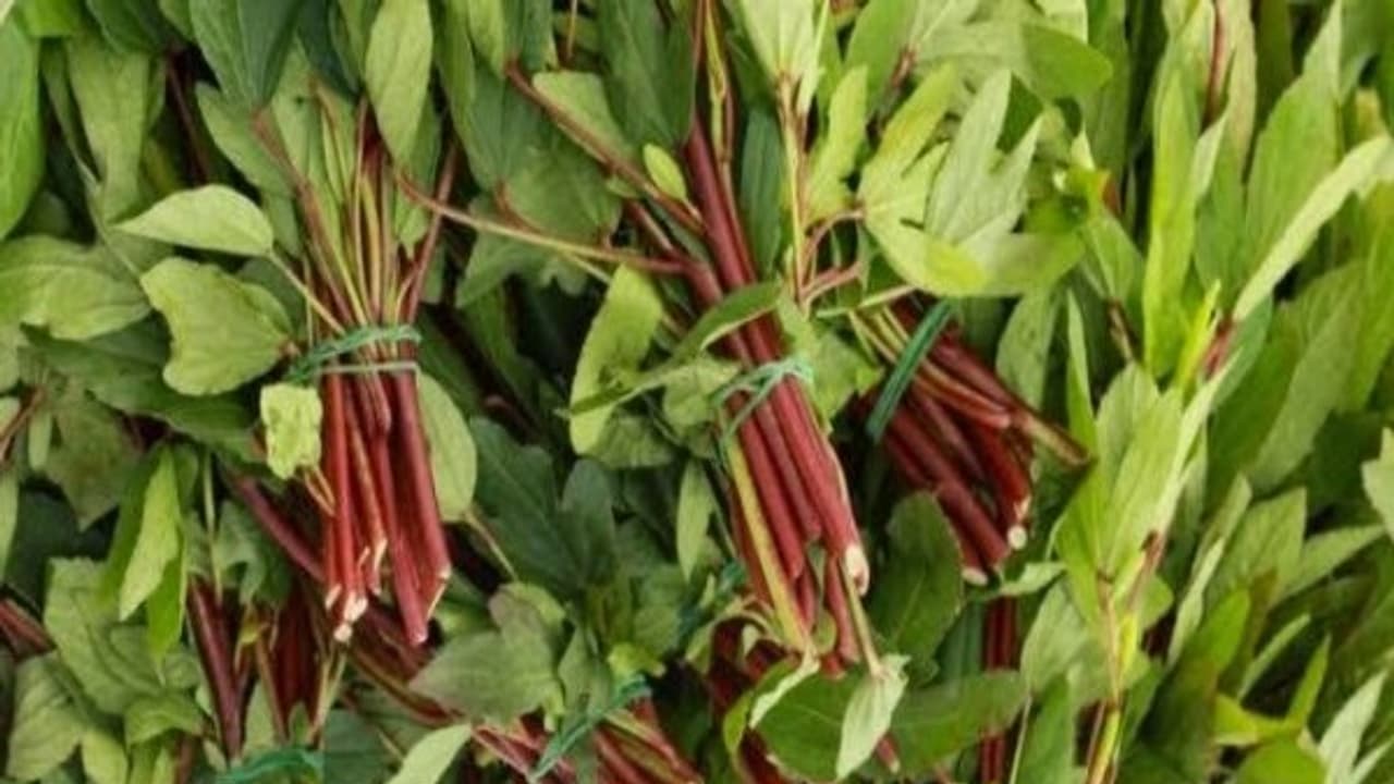 உங்களுக்குத் தெரியுமா? தோல், எலும்புகள் பாதிப்படைவதை தடுக்கும் சக்தி புளிச்சக் கீரைக்கு உண்டு… உங்களுக்குத் தெரியுமா? தோல், எலும்புகள் பாதிப்படைவதை தடுக்கும் சக்தி புளிச்சக் கீரைக்கு உண்டு…