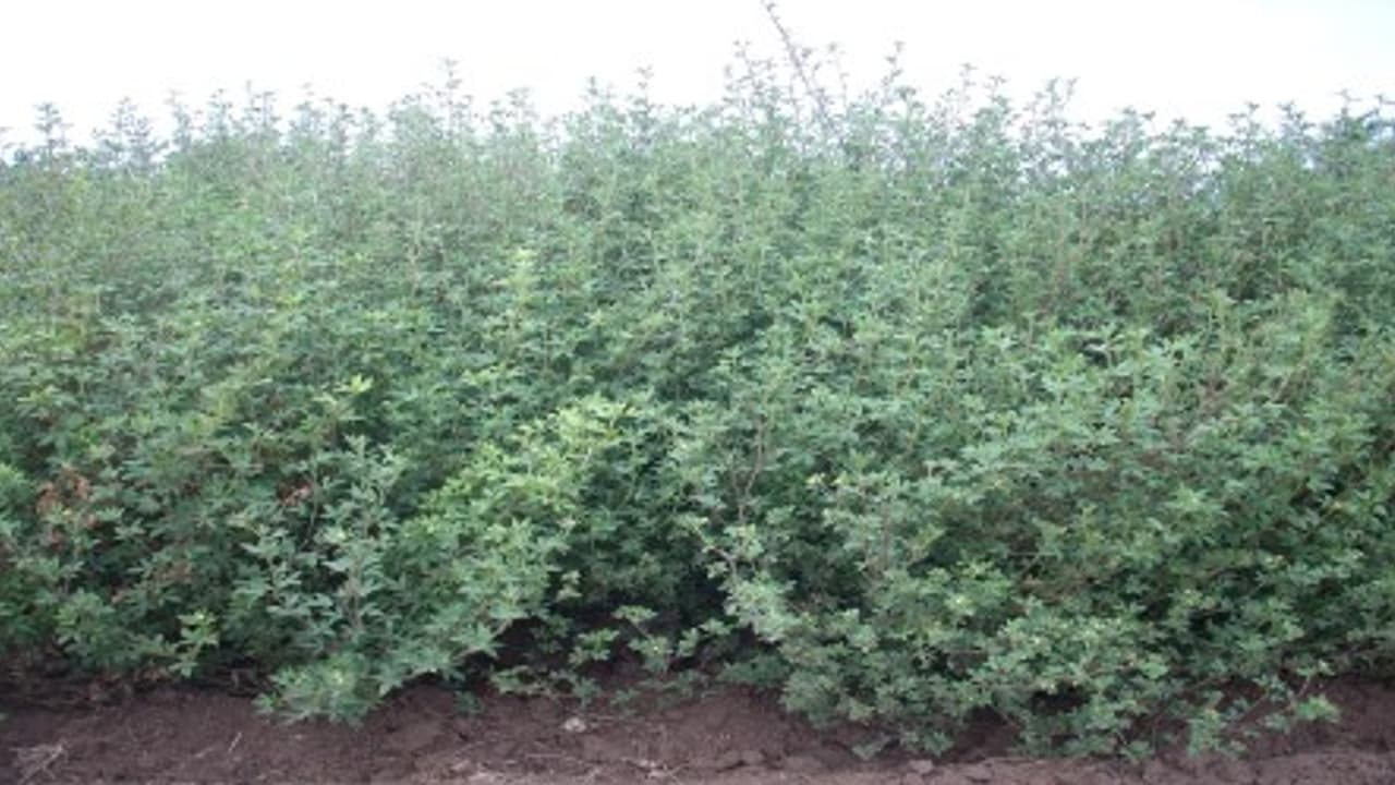 முயல் தீவனமான முயல் மசாலை சாகுபடி செய்யும் முறை இதோ.. முயல் தீவனமான முயல் மசாலை சாகுபடி செய்யும் முறை இதோ..