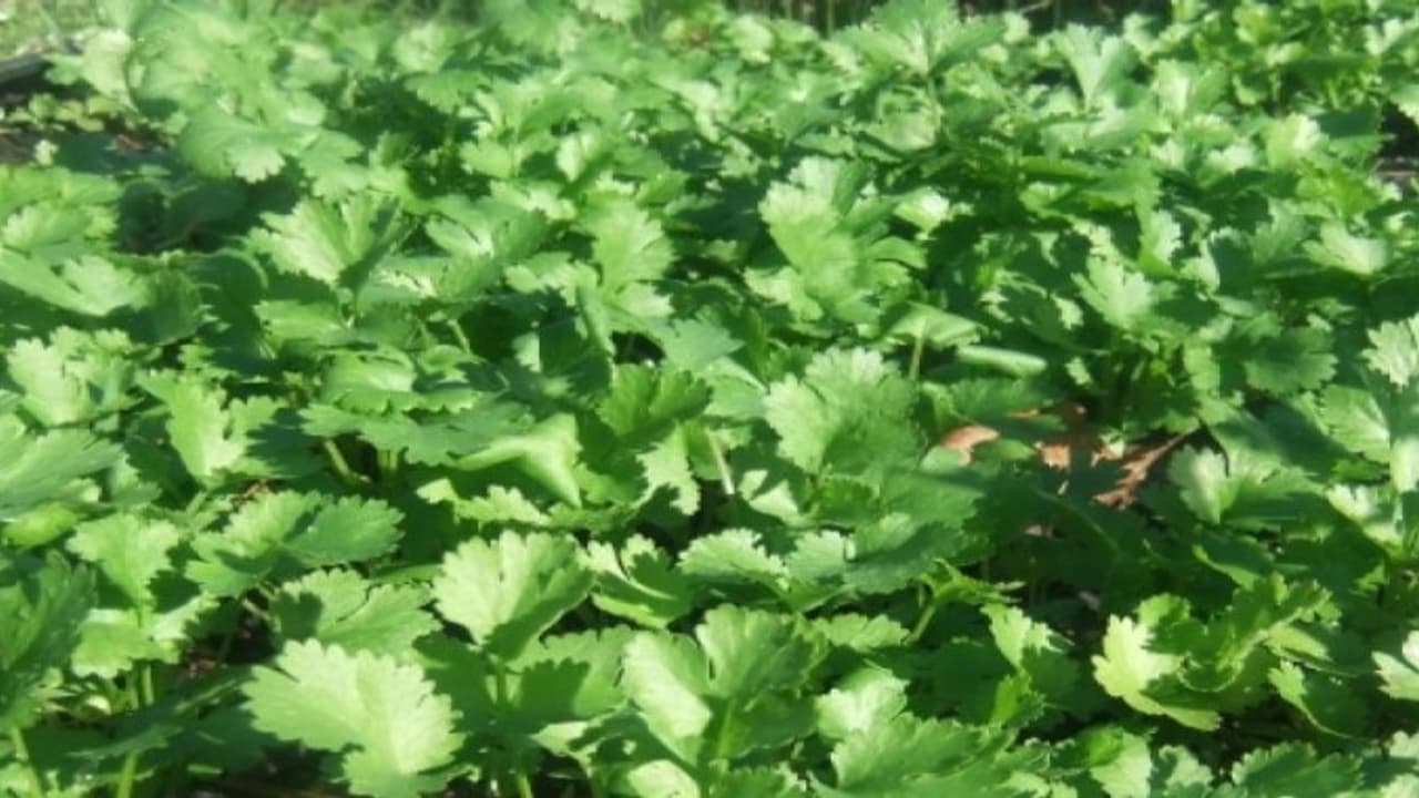 ஐந்து எளிய வழிகளில் கொத்தமல்லி சாகுபடி குறிப்புகள்… ஐந்து எளிய வழிகளில் கொத்தமல்லி சாகுபடி குறிப்புகள்…