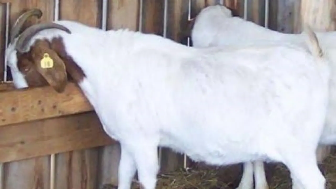 வெள்ளாடுகளில் சினைக்கான அறிகுறிகள் மற்றும் சினைக்காலம் ஒரு பார்வை... வெள்ளாடுகளில் சினைக்கான அறிகுறிகள் மற்றும் சினைக்காலம் ஒரு பார்வை...