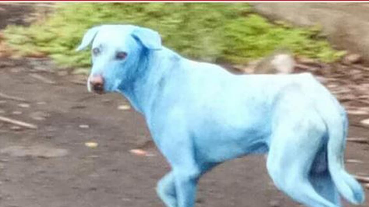 ಮುಂಬೈ'ನಲ್ಲಿ ನಡೆಯುತ್ತಿದೆ ಪವಾಡ, ನಾಯಿಗಳ ಬಣ್ಣ ಬದಲಾಗುತ್ತಿವೆ ! ಮುಂಬೈ'ನಲ್ಲಿ ನಡೆಯುತ್ತಿದೆ ಪವಾಡ, ನಾಯಿಗಳ ಬಣ್ಣ ಬದಲಾಗುತ್ತಿವೆ !