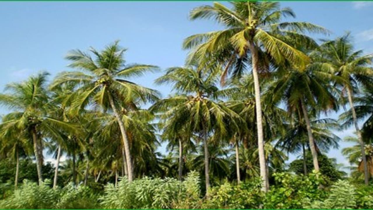 தென்னை மரத்தில் தூர் உளுத்து கொட்டுவது எப்படி தடுக்கலாம்?, தென்னை மரத்தில் தூர் உளுத்து கொட்டுவது எப்படி தடுக்கலாம்?,