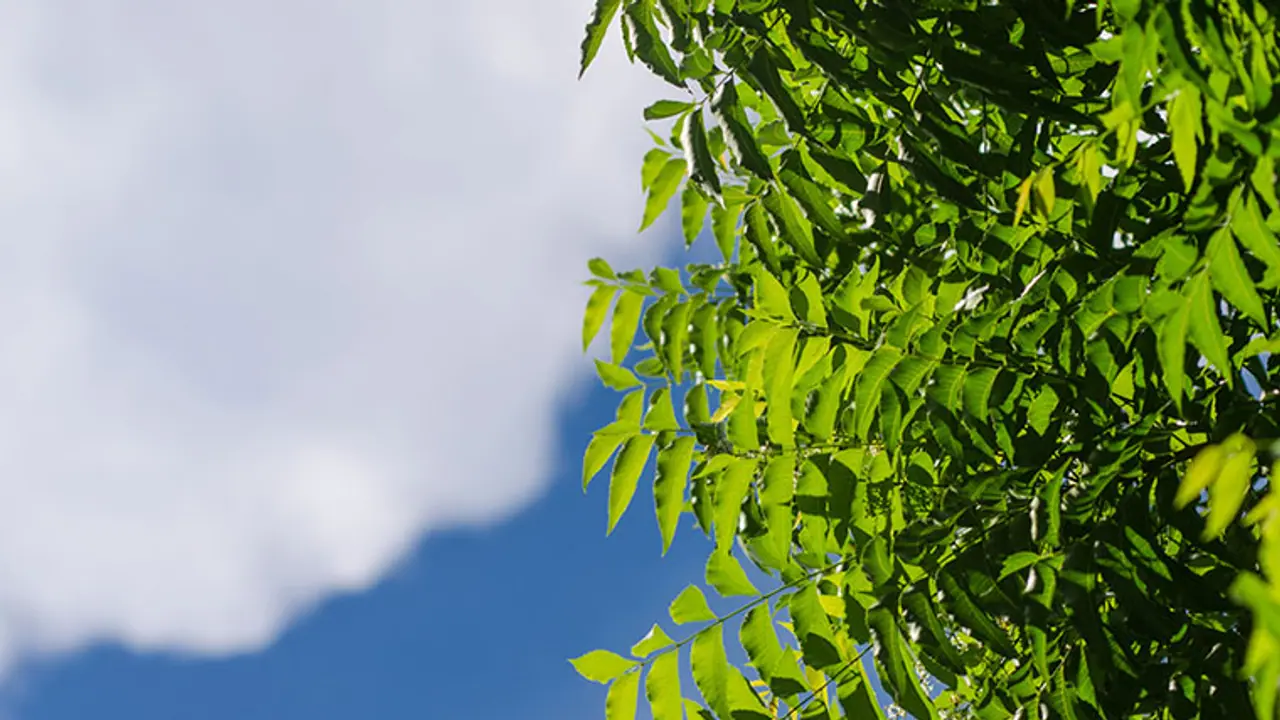 neem leaves neem leaves