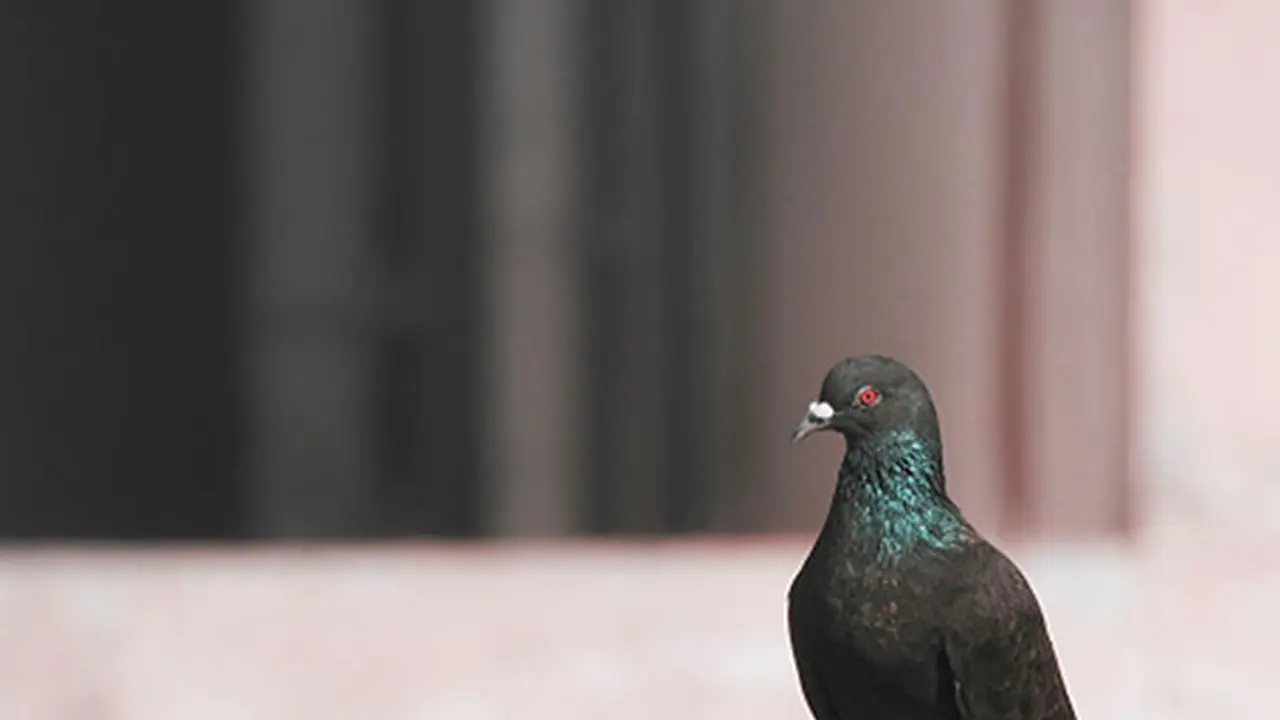 Indian officials capture Pakistani 'spy' pigeon carrying coded message