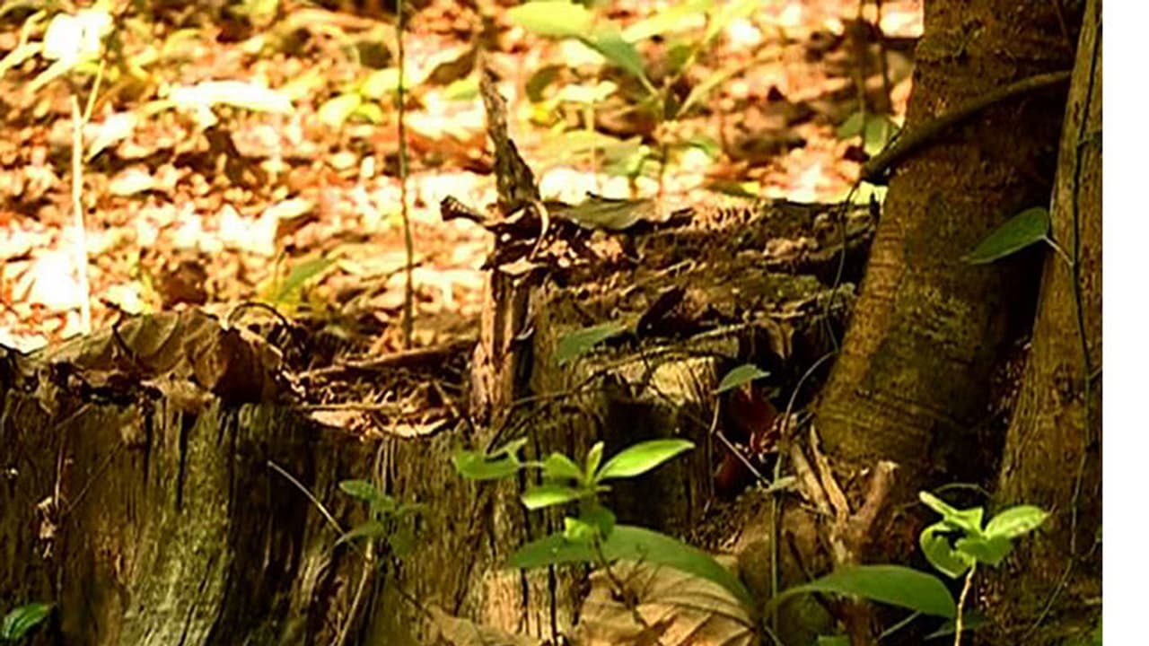 Kannur Tree Cut: റോഡ് വികസനത്തിനായി മരം മുറിച്ചതിൽ അഴിമതി; വിജിലൻസ് അന്വേഷണം തുടങ്ങി Kannur Tree Cut: റോഡ് വികസനത്തിനായി മരം മുറിച്ചതിൽ അഴിമതി; വിജിലൻസ് അന്വേഷണം തുടങ്ങി