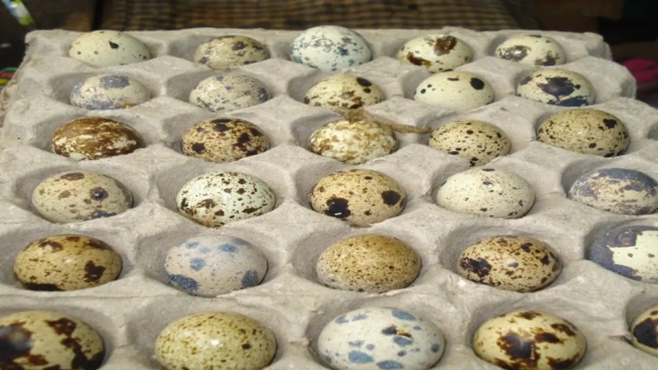 உங்களுக்குத் தெரியுமா? காடை முட்டையை தினமும் சாப்பிட்டால் உடல் அதிக வலிமை அடையும்… உங்களுக்குத் தெரியுமா? காடை முட்டையை தினமும் சாப்பிட்டால் உடல் அதிக வலிமை அடையும்…