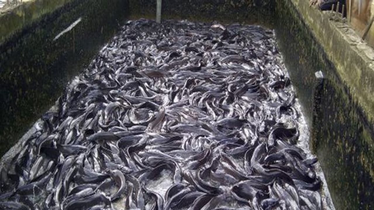 மீன் உற்பத்தியை பெருமளவில் அதிகரிக்க என்னவெல்லாம் செய்யலாம்? மீன் உற்பத்தியை பெருமளவில் அதிகரிக்க என்னவெல்லாம் செய்யலாம்?