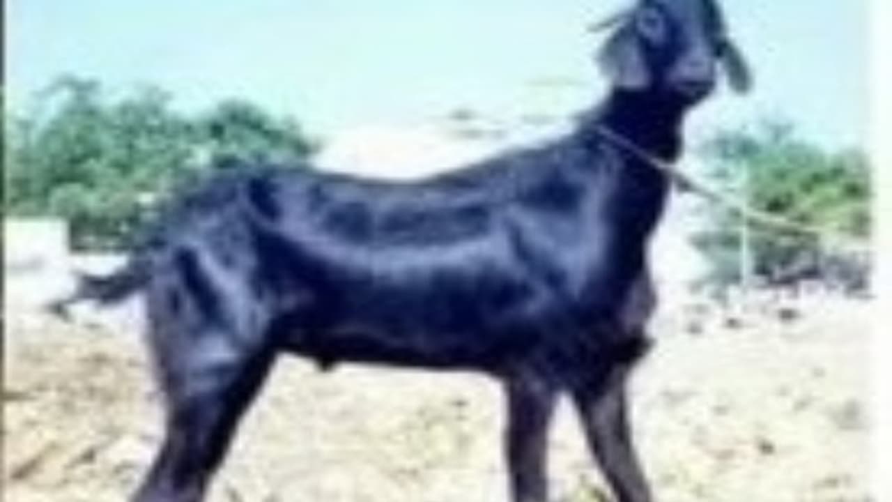 இந்த ரெண்டு ஆடுகளின் சிறப்பியல்புகள் என்ன தெரியுமா?