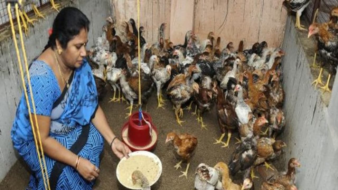 தரமான நாட்டுக் கோழிக் குஞ்சுகளை பெற இப்படி செய்தாலே போதும்... தரமான நாட்டுக் கோழிக் குஞ்சுகளை பெற இப்படி செய்தாலே போதும்...