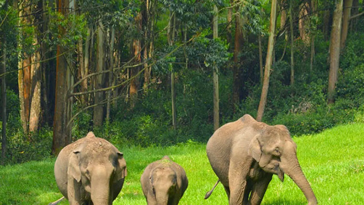 Hungry jumbos raid house, feast on gold!