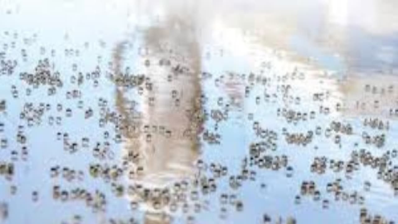 பீதி கிளப்பும் டெங்கு !! தமிழகத்தில் இன்று ஆய்வு செய்கிறது மத்திய குழு !!! பீதி கிளப்பும் டெங்கு !! தமிழகத்தில் இன்று ஆய்வு செய்கிறது மத்திய குழு !!!