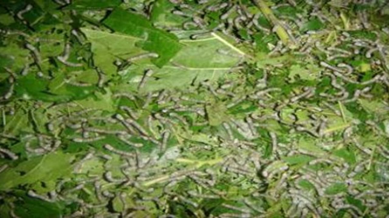 இளம் பட்டுப் புழுக்களை இப்படி வளர்த்தால்தான் நல்ல மகசூல் பெற முடியும்… இளம் பட்டுப் புழுக்களை இப்படி வளர்த்தால்தான் நல்ல மகசூல் பெற முடியும்…