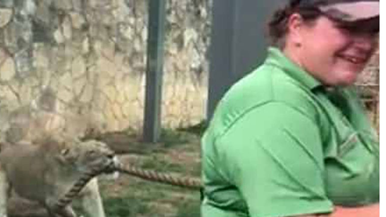 സിംഹവും ഗുസ്തിതാരങ്ങളും വടംവലി സിംഹവും ഗുസ്തിതാരങ്ങളും വടംവലി