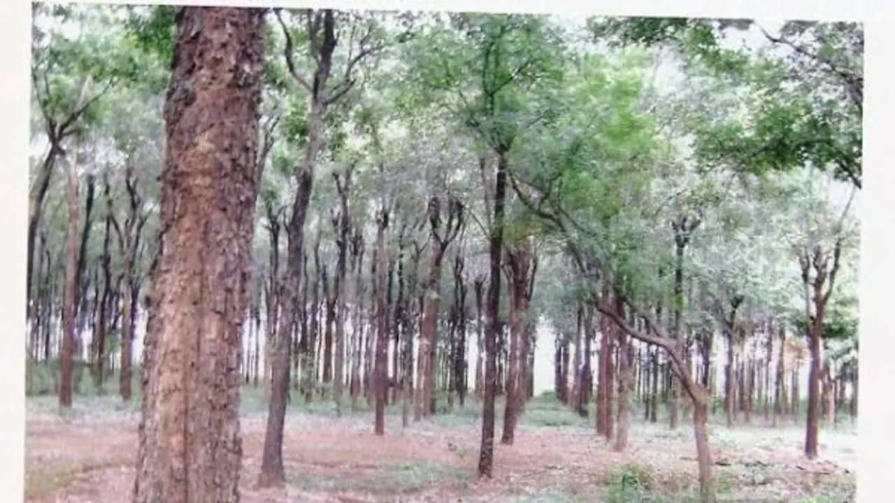 அணுக் கதிர்களைத் தடுக்கும் அரண் "செஞ்சந்தன மரம்" சாகுபடி செய்வது, அனுமதி பெறுவது எப்படி? முழு தகவல் உள்ளே... அணுக் கதிர்களைத் தடுக்கும் அரண் "செஞ்சந்தன மரம்" சாகுபடி செய்வது, அனுமதி பெறுவது எப்படி? முழு தகவல் உள்ளே...