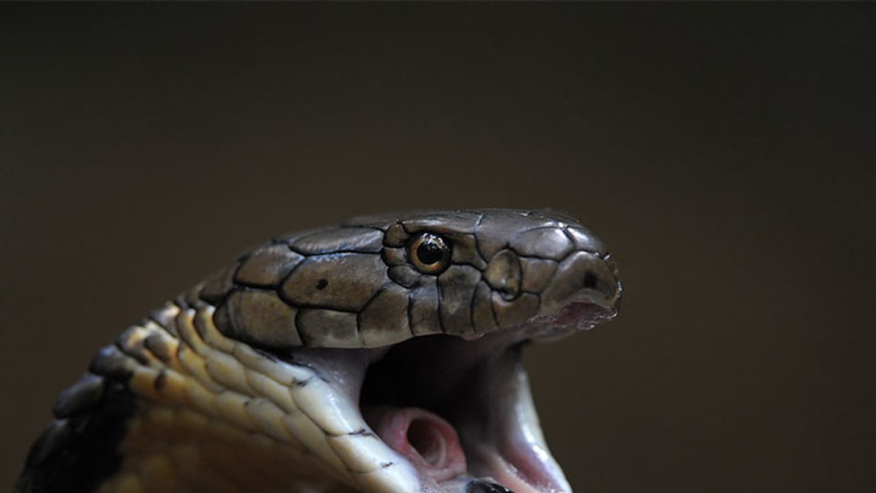 പാ​മ്പിന്‍റെ വാ​യ തു​ന്നി​ക്കെ​ട്ടാ​ൻ ശ്ര​മി​ക്കു​ന്ന​തി​നി​ട​യി​ൽ ക​ടി​യേ​റ്റയാൾക്ക് ദാരുണാന്ത്യം