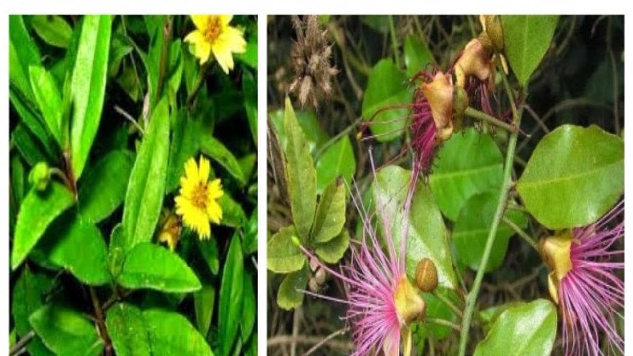 இந்த இரண்டு மூலிகைகளால் பலவிதமான நோய்களை விரட்டலாம்; பக்க விளைவு இல்லாமல்...