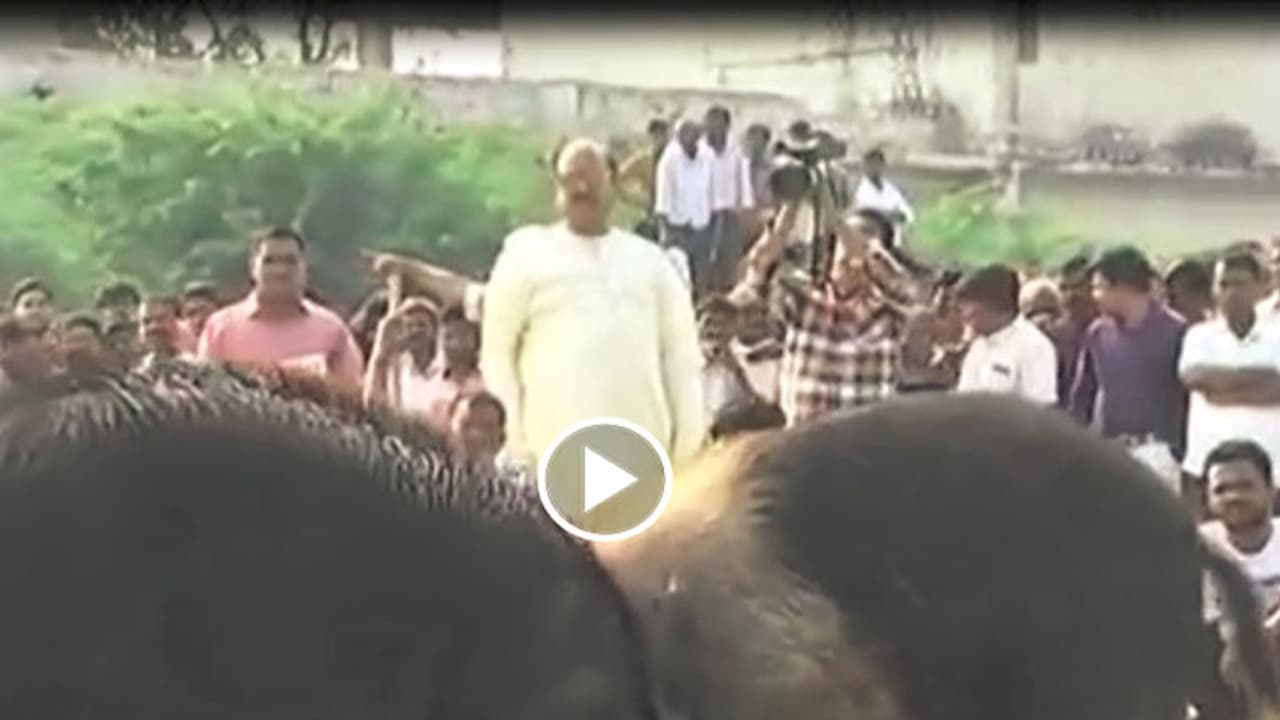 తాడిపత్రిలో పందుల పందేలను నిర్వహించిన ఎంపి జేసి (వీడియో)