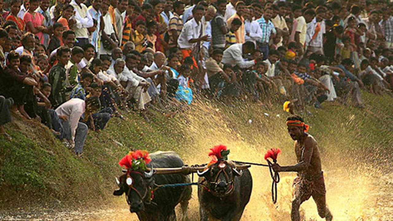 With amendment on its way, ban on Kambala likely to be lifted With amendment on its way, ban on Kambala likely to be lifted
