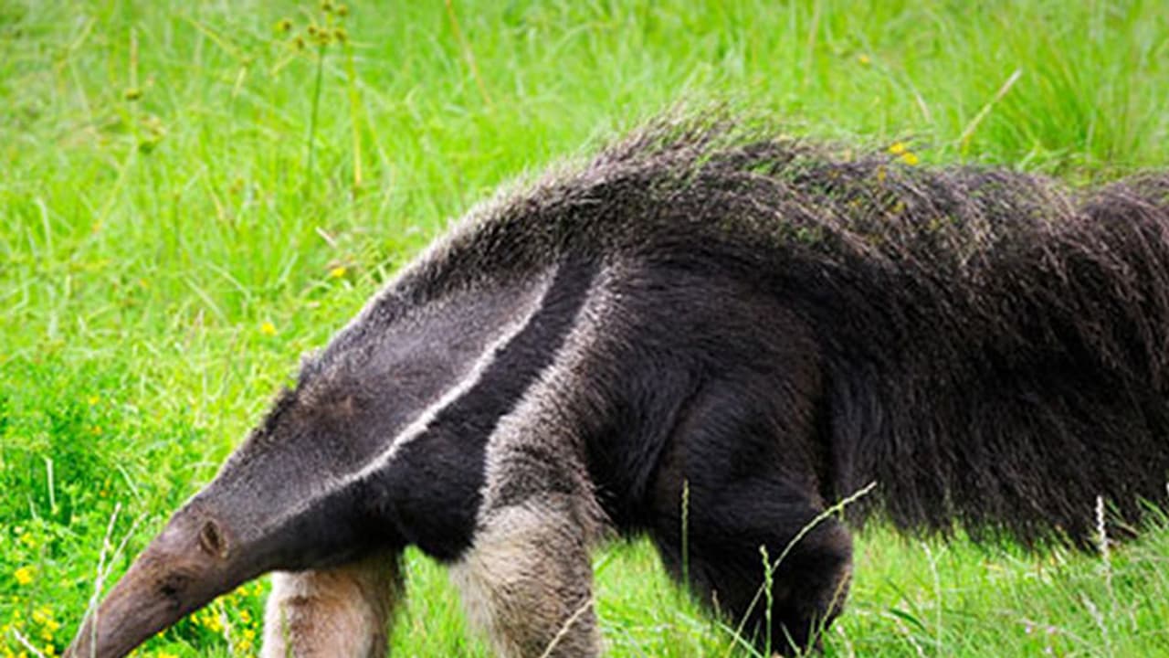 கொள்ளி வைக்கும் கொரோனா வைரஸ்... அடங்காத சீனாவின் அடுத்த அதிர்ச்சி! கொள்ளி வைக்கும் கொரோனா வைரஸ்... அடங்காத சீனாவின் அடுத்த அதிர்ச்சி!