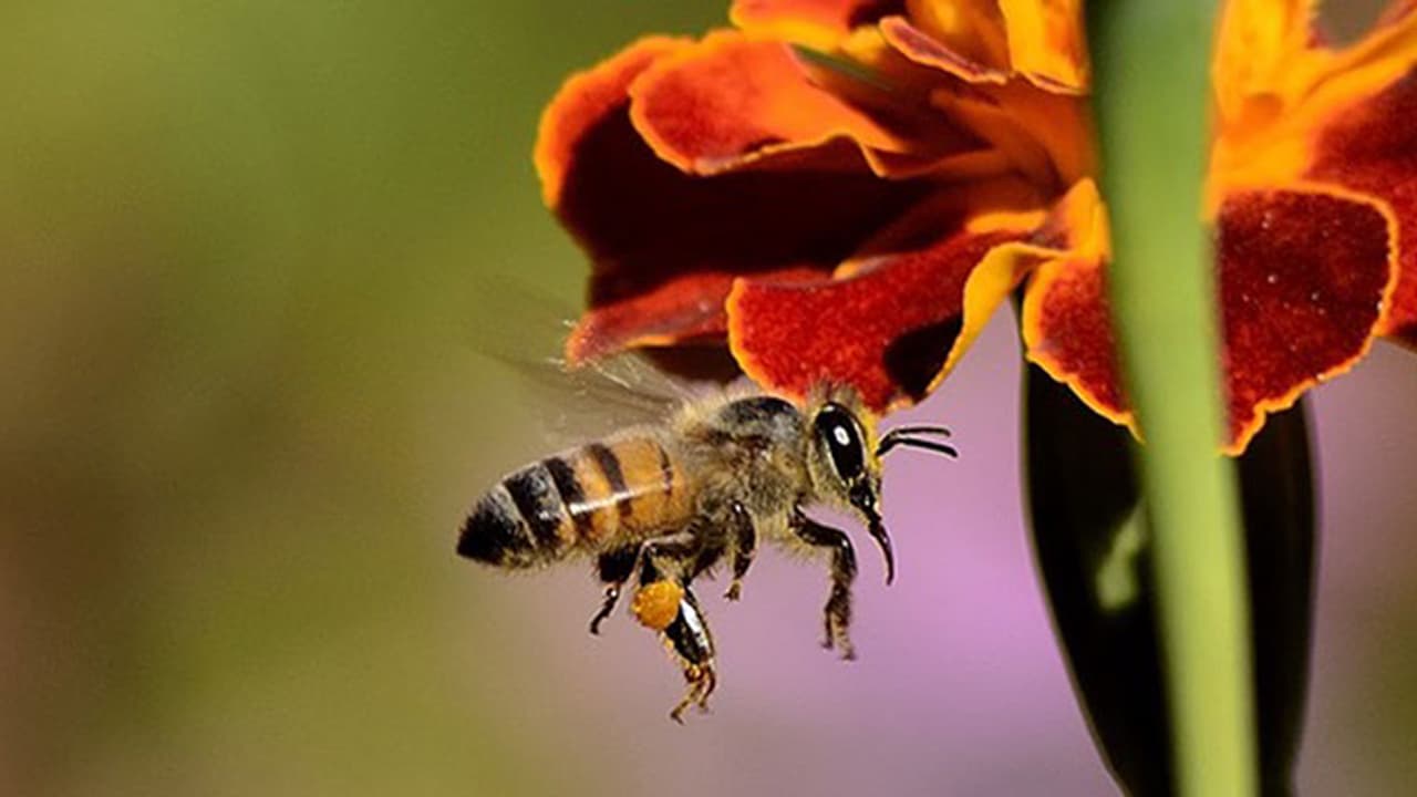 Stung by a bee: Here's what you need to do besides panicking Stung by a bee: Here's what you need to do besides panicking
