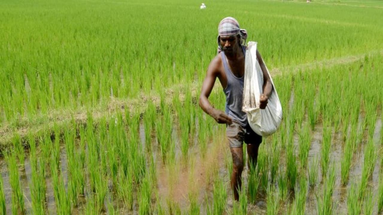 இயற்கை முறையில் தழைச்சத்தை எப்படி தயாரிப்பது? இதை வாசிச்சு தெரிஞ்சுக்குங்க... இயற்கை முறையில் தழைச்சத்தை எப்படி தயாரிப்பது? இதை வாசிச்சு தெரிஞ்சுக்குங்க...