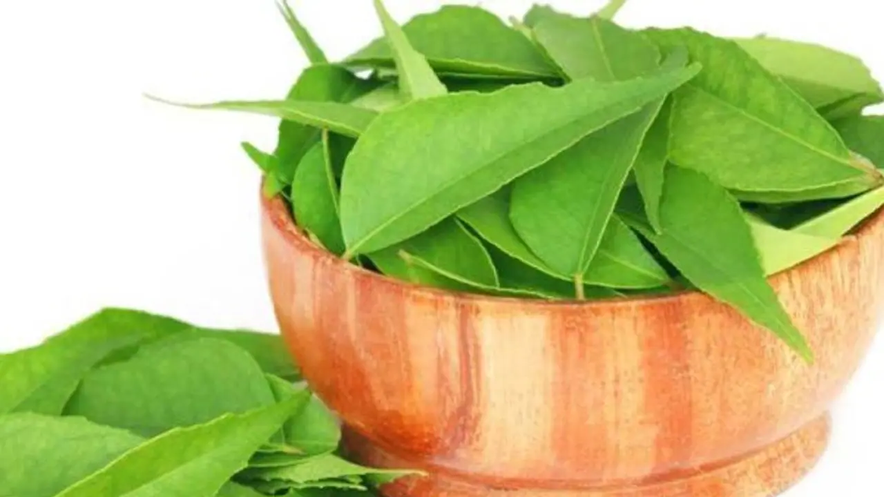 உங்களுக்குத் தெரியுமா? கறிவேப்பிலையை பச்சையாக சாப்பிட்டு வந்தால் கொழுப்புகள் கரையும்... உங்களுக்குத் தெரியுமா? கறிவேப்பிலையை பச்சையாக சாப்பிட்டு வந்தால் கொழுப்புகள் கரையும்...