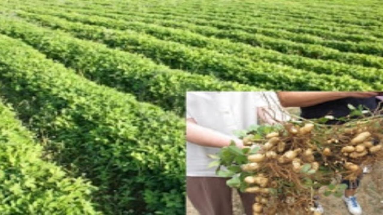 கூடுதல் வருமானம் பெற இறவைப் பயிராகவும், மானாவாரிப் பயிராகவும் நிலக்கடலையை சாகுபடி செய்யலாம்… கூடுதல் வருமானம் பெற இறவைப் பயிராகவும், மானாவாரிப் பயிராகவும் நிலக்கடலையை சாகுபடி செய்யலாம்…