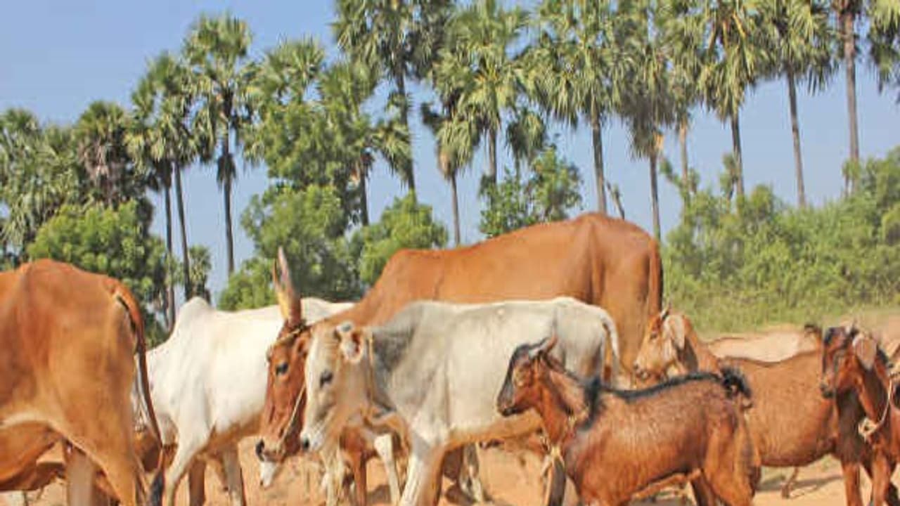 மழைக் காலங்களில் கால்நடைகளை இப்படியெல்லாம் பராமரித்தால் தான் நோய் தாக்கது... மழைக் காலங்களில் கால்நடைகளை இப்படியெல்லாம் பராமரித்தால் தான் நோய் தாக்கது...