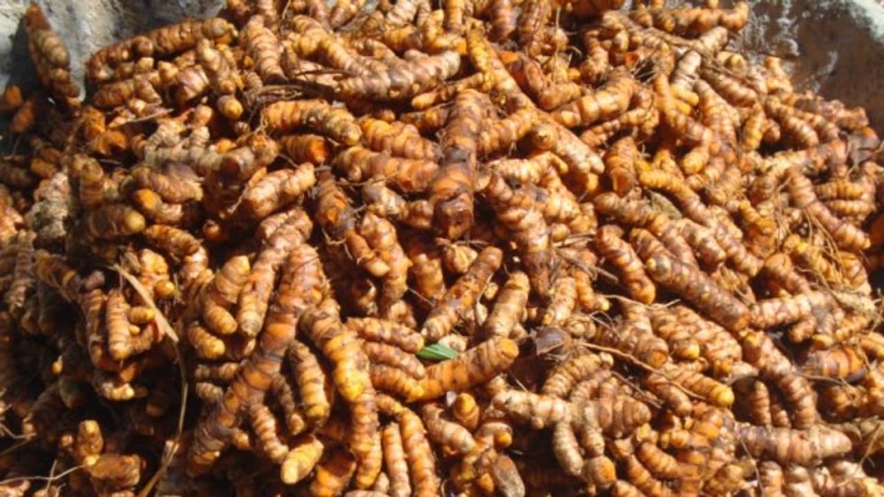 மஞ்சள் நாற்றை இந்த முறையில் நட்டு 50 சதவீதம் அதிக மகசூல் பெறலாம்… மஞ்சள் நாற்றை இந்த முறையில் நட்டு 50 சதவீதம் அதிக மகசூல் பெறலாம்…